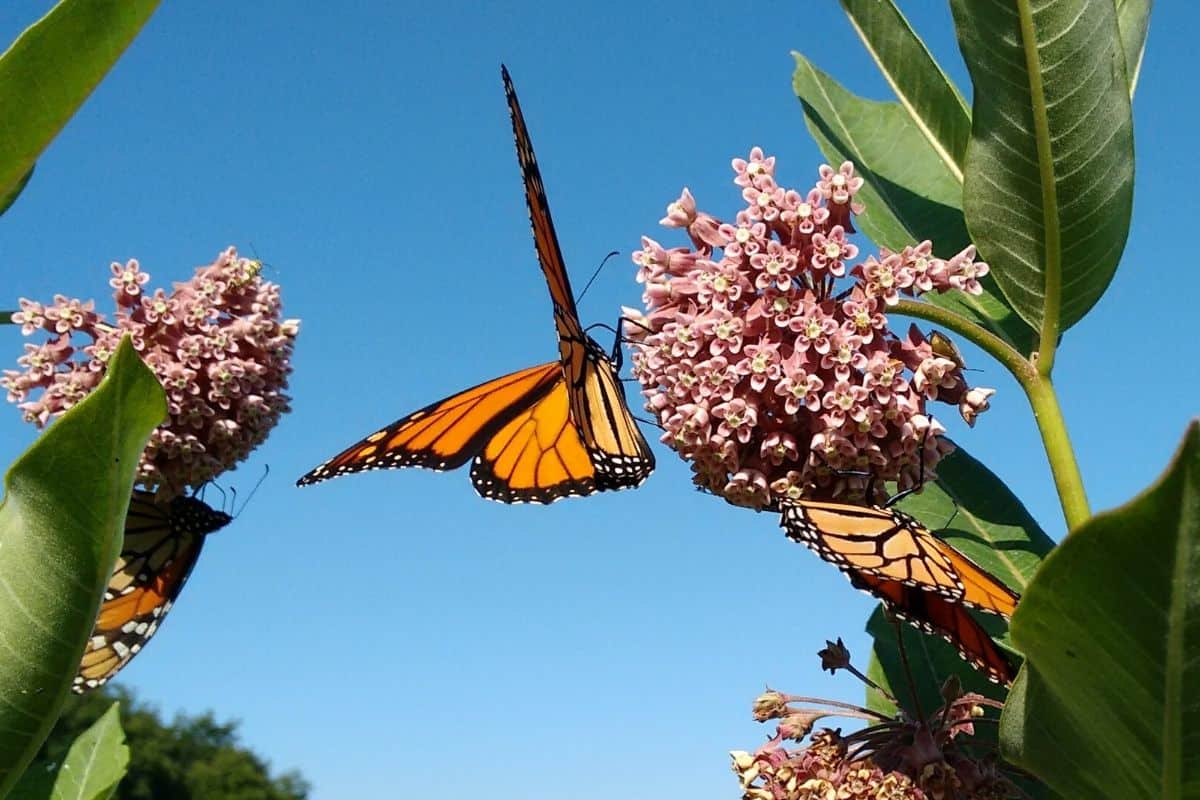 butterflies on milkweed flowers