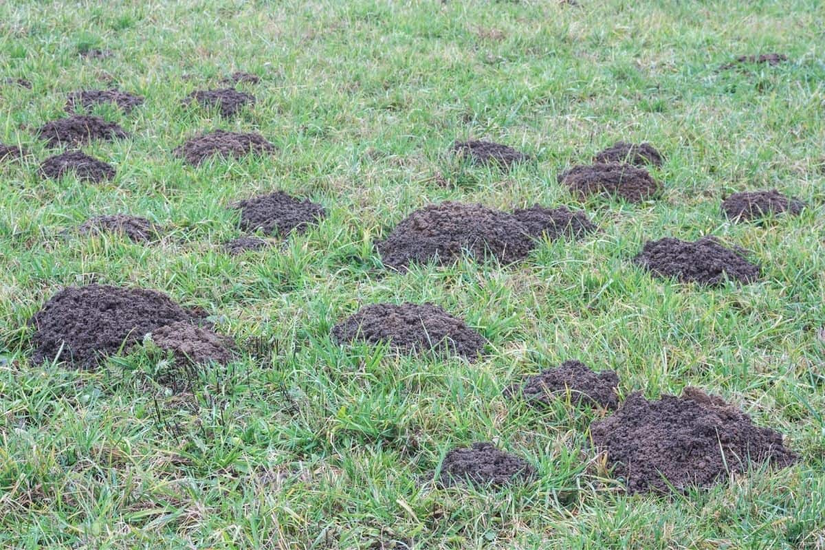 mole hills in the yard