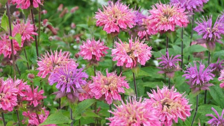 Illinois Native Plants List: 9 Garden Ideas You Can Use Now