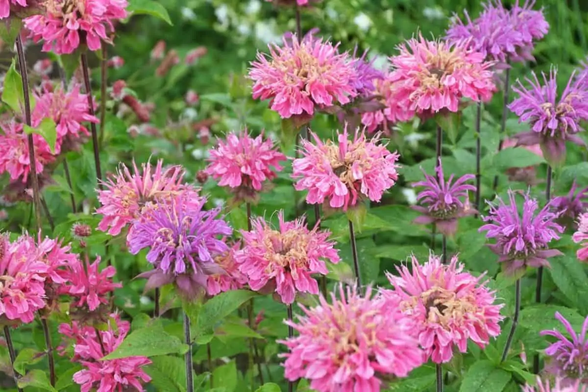 monarda flowers in shades of pink and purple