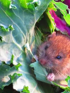 a mouse eating a brassica leaf
