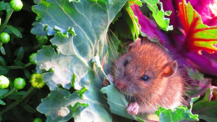 How To Get Rid Of Mice In The Garden