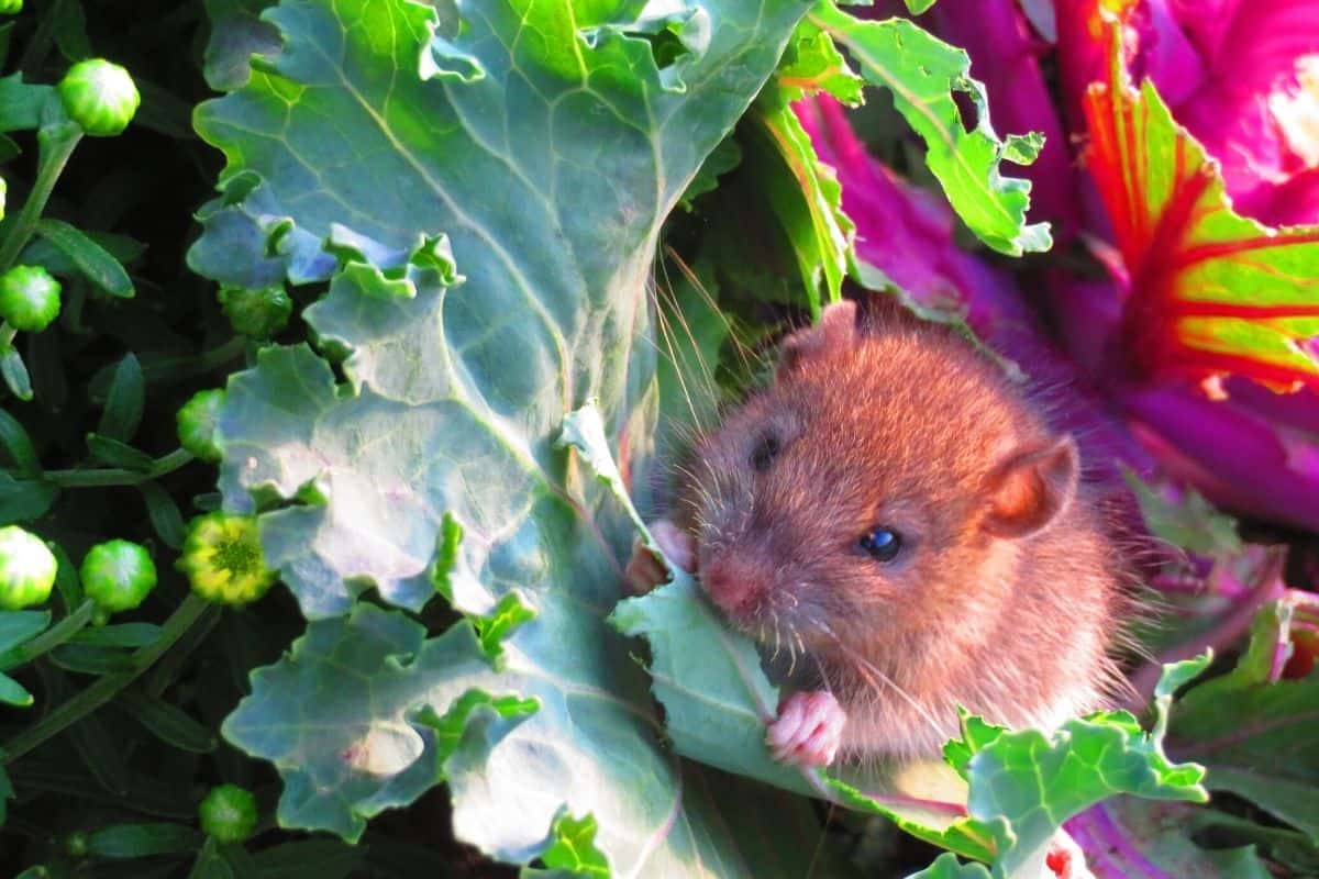 a mouse eating a brassica leaf