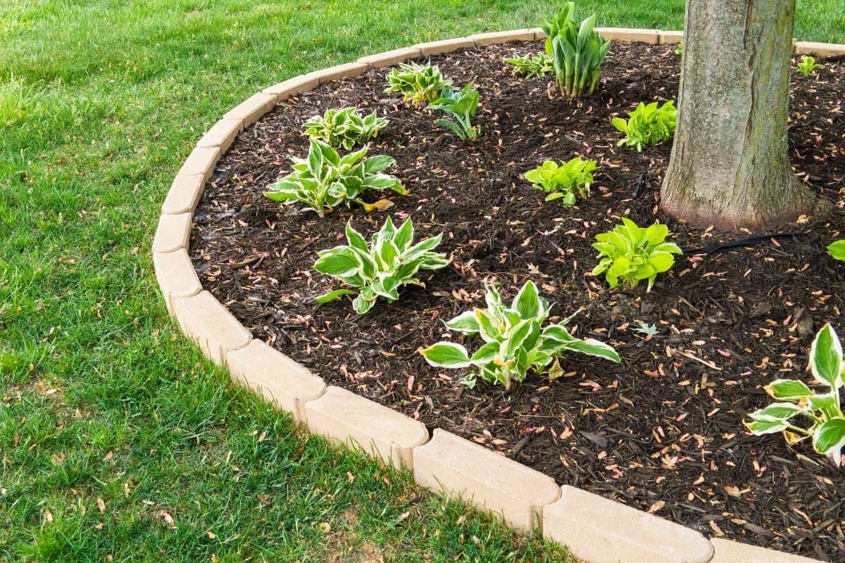 mulch and leafy plants around a tree