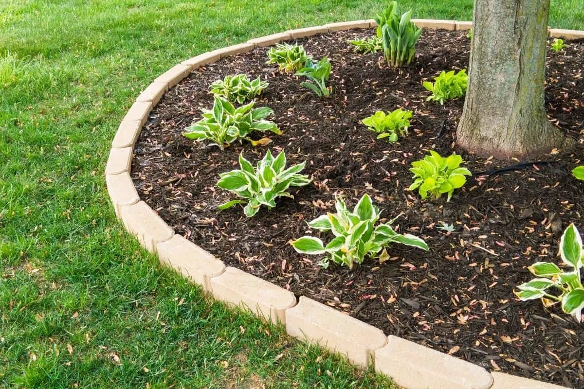 mulch and leafy plants around a tree