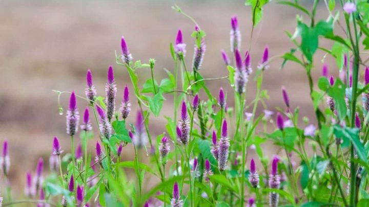 Delaware Native Plants List: 11 Stunning Local Garden Choices