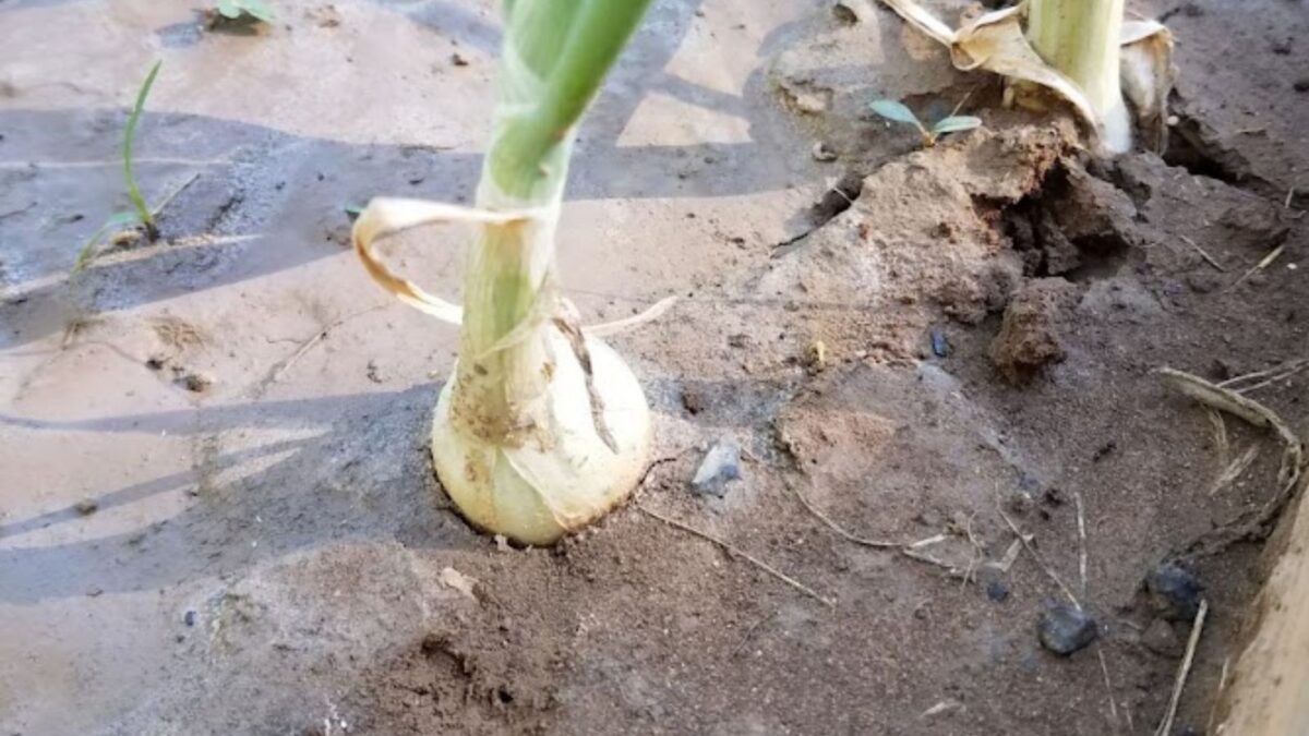 white onion growing in my garden.