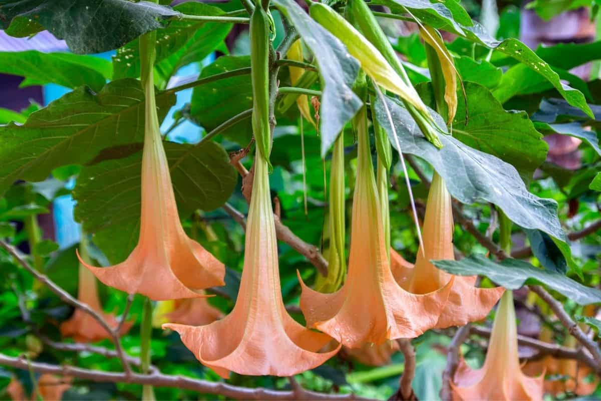 peach colored angel's trumpet flowers