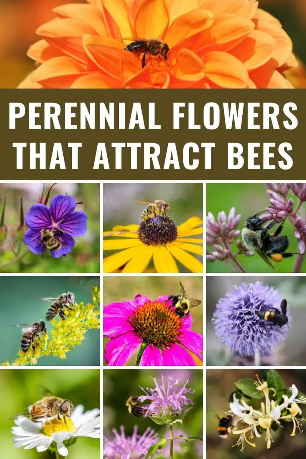 Perennial flowers that attract bees
