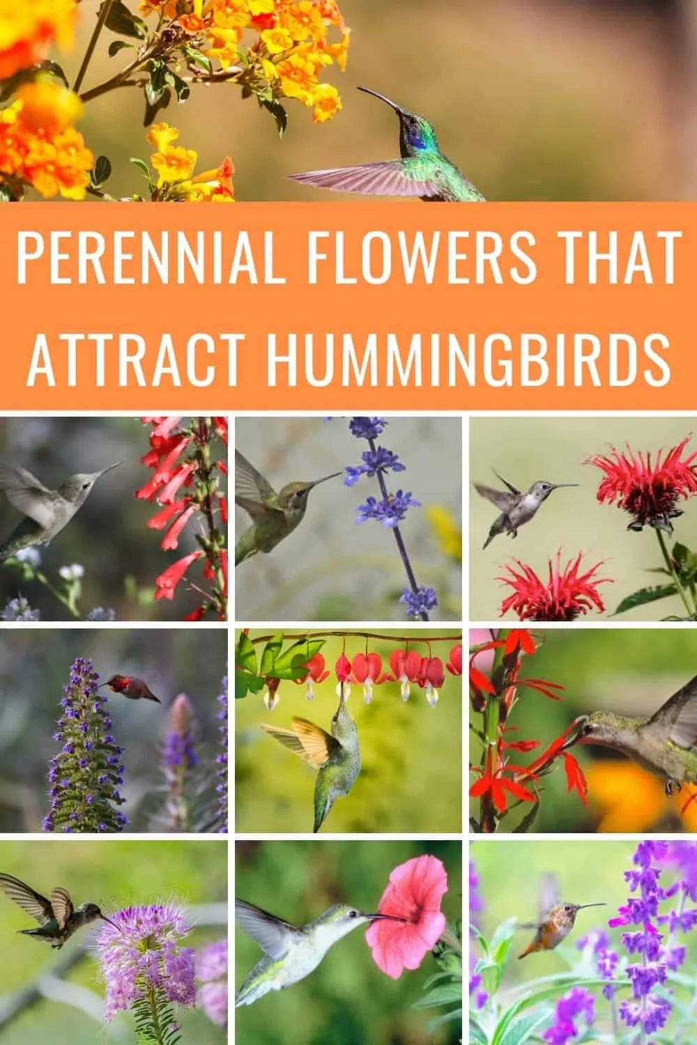 Perennial flowers that attract hummingbirds