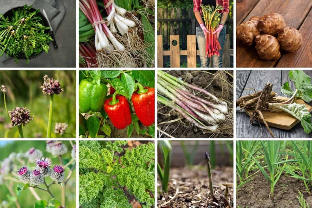 a collage of perennial vegetables