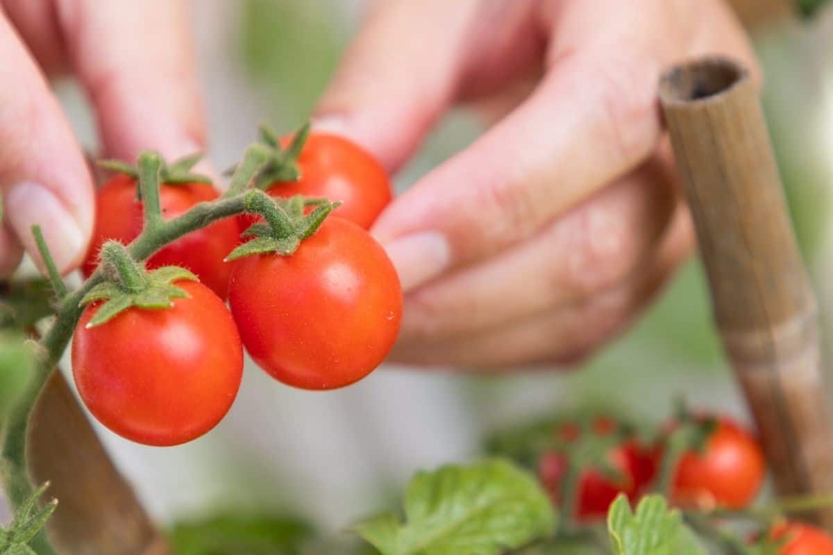 picking tomatoes off the vine