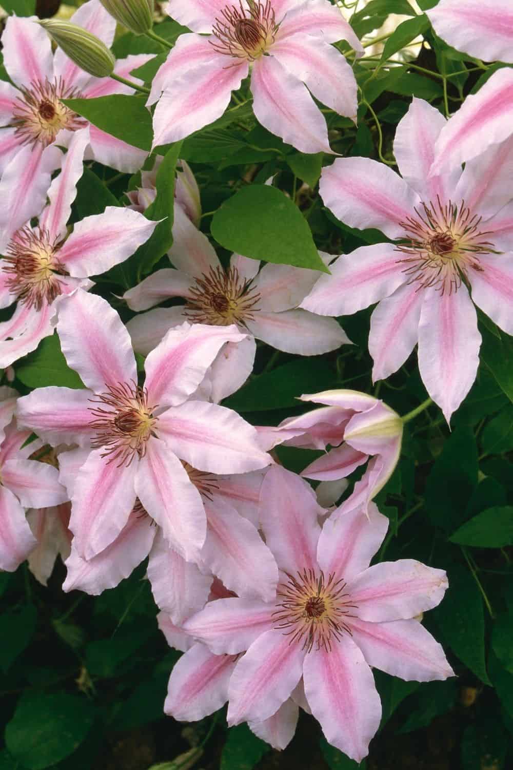 pink clematis flowers