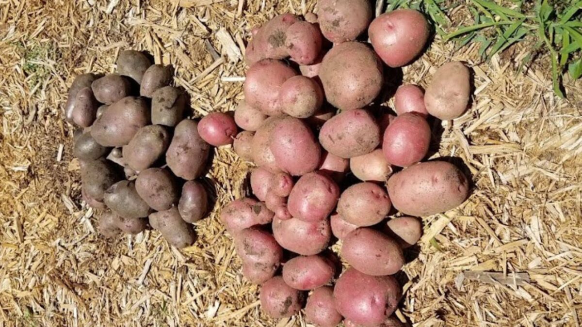 freshly harvested potatoes.