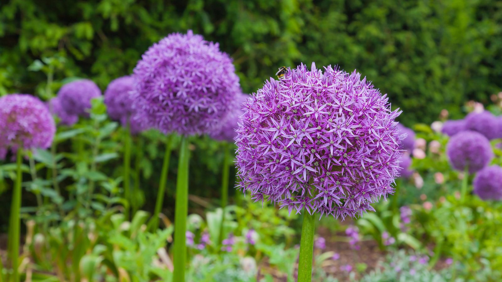 purple allium flowers.