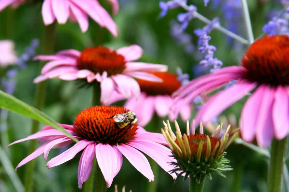 a bee enjoying a purple coneflower