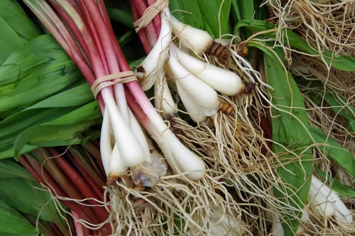 ramps