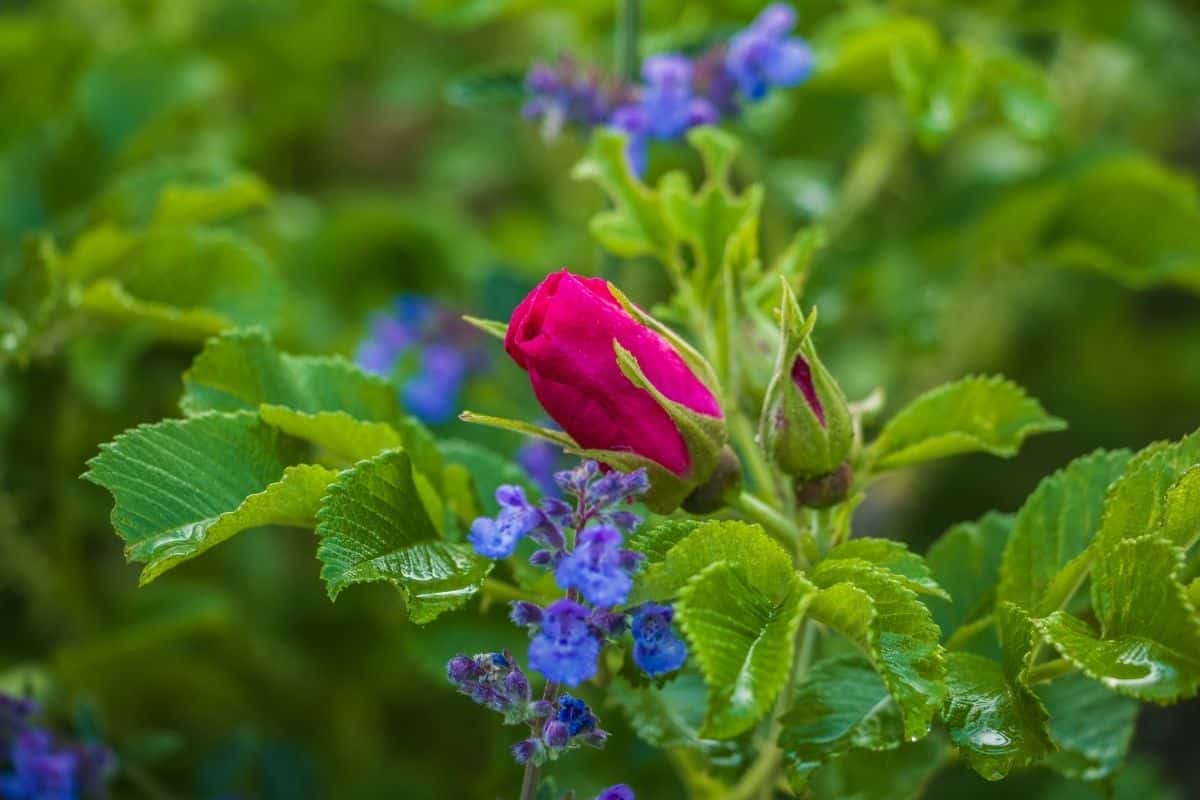 red rose bud and blue catmint flowers