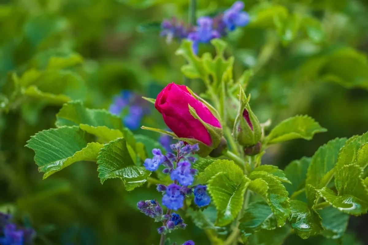 red rose bud and blue catmint flowers