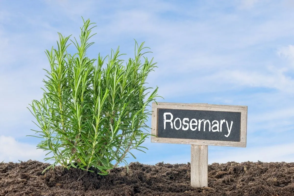 rosemary in the garden