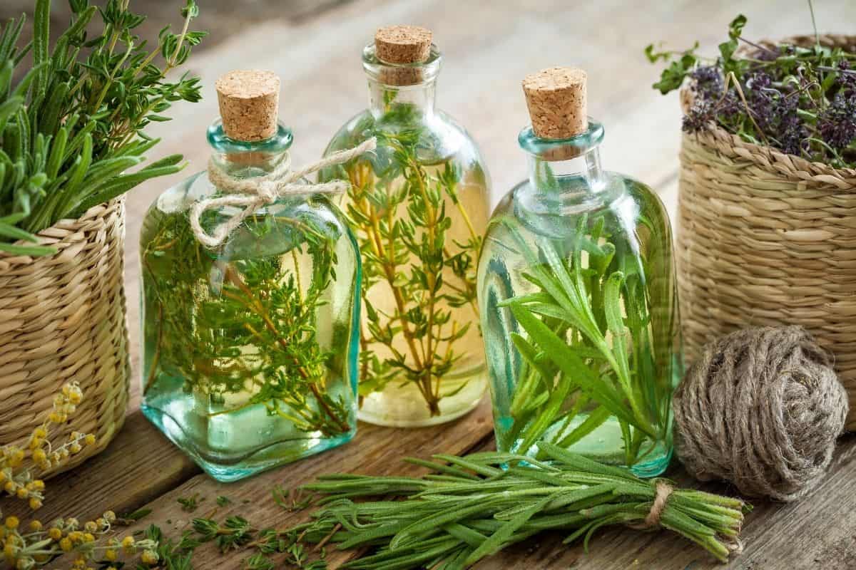 rosemary infused oil