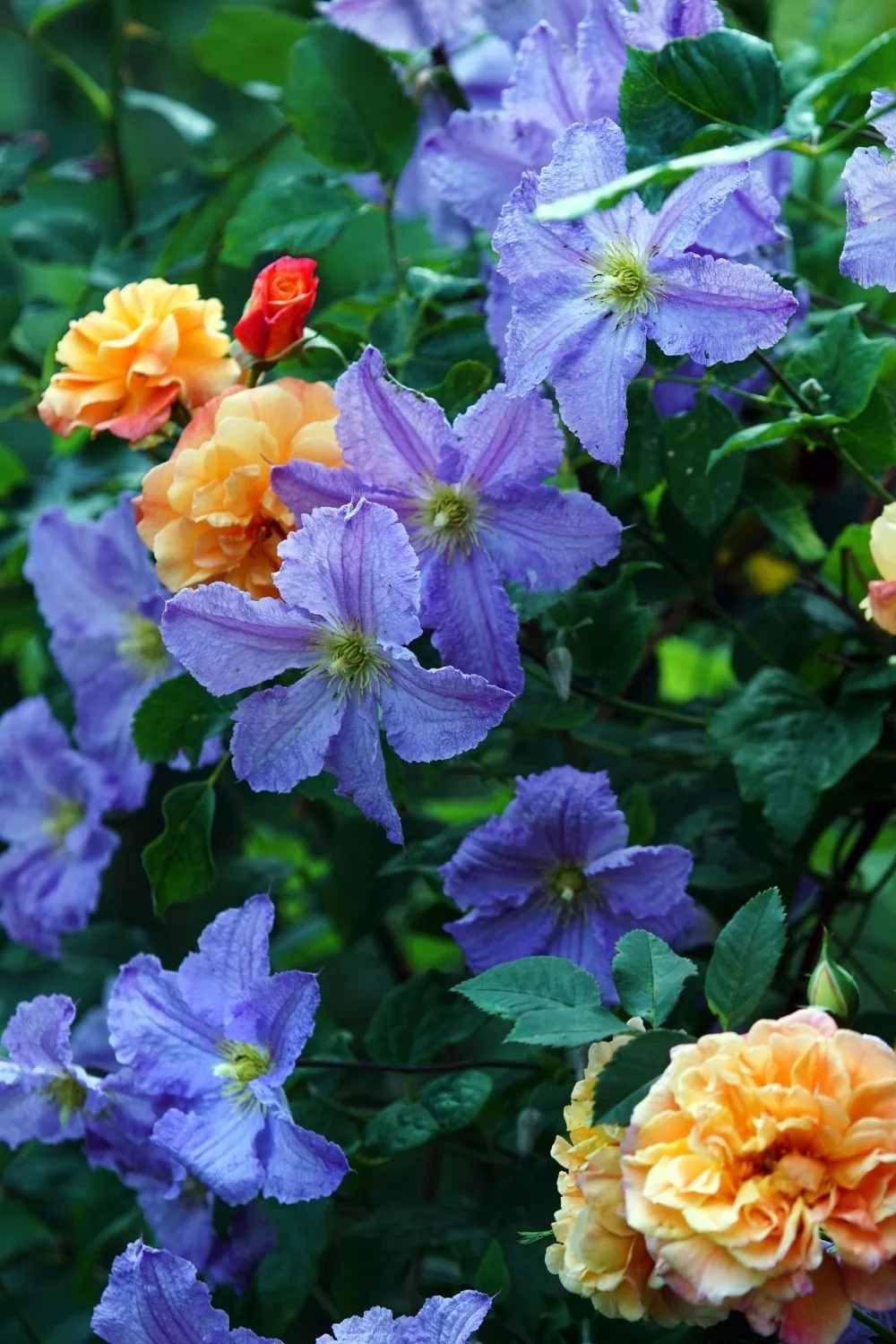 beautifully intertwined yellow roses and blue clematis