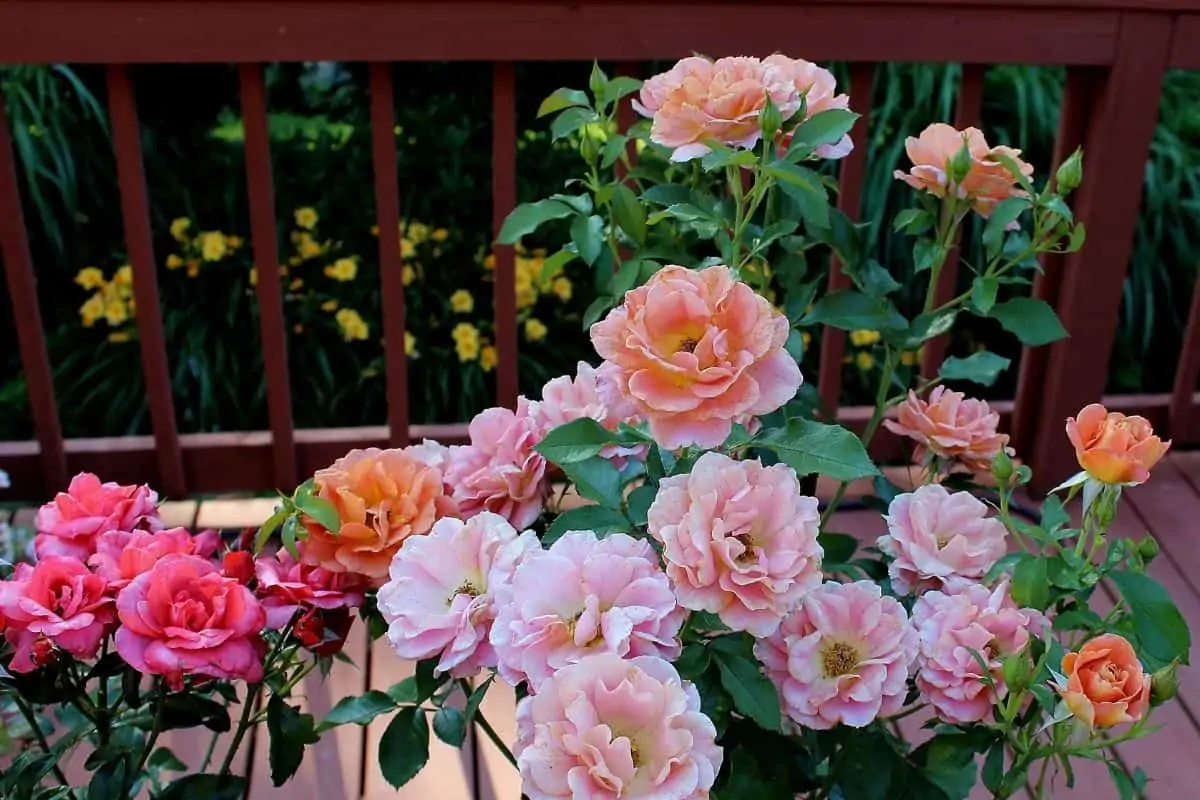 beautiful rose bushes with daylilies in the background