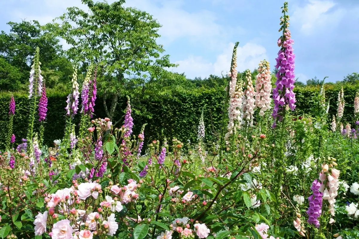 a beautiful garden with roses and foxgloves