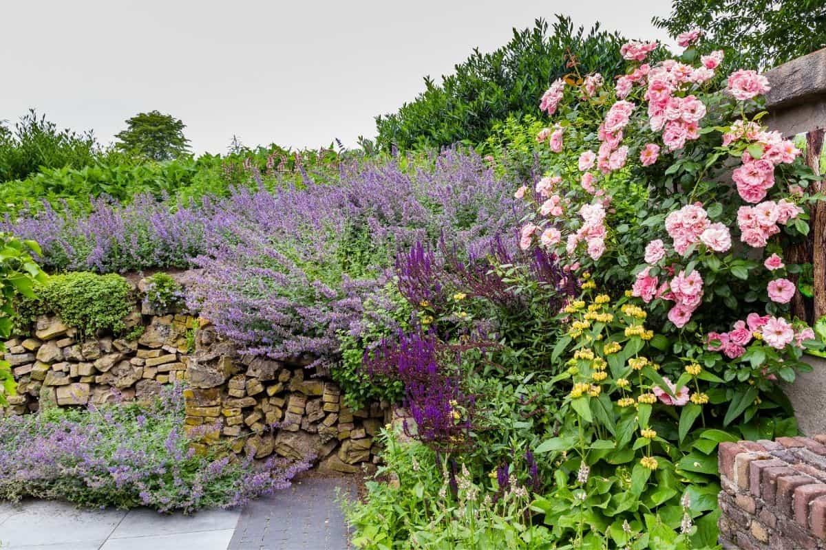 roses and salvia planted together