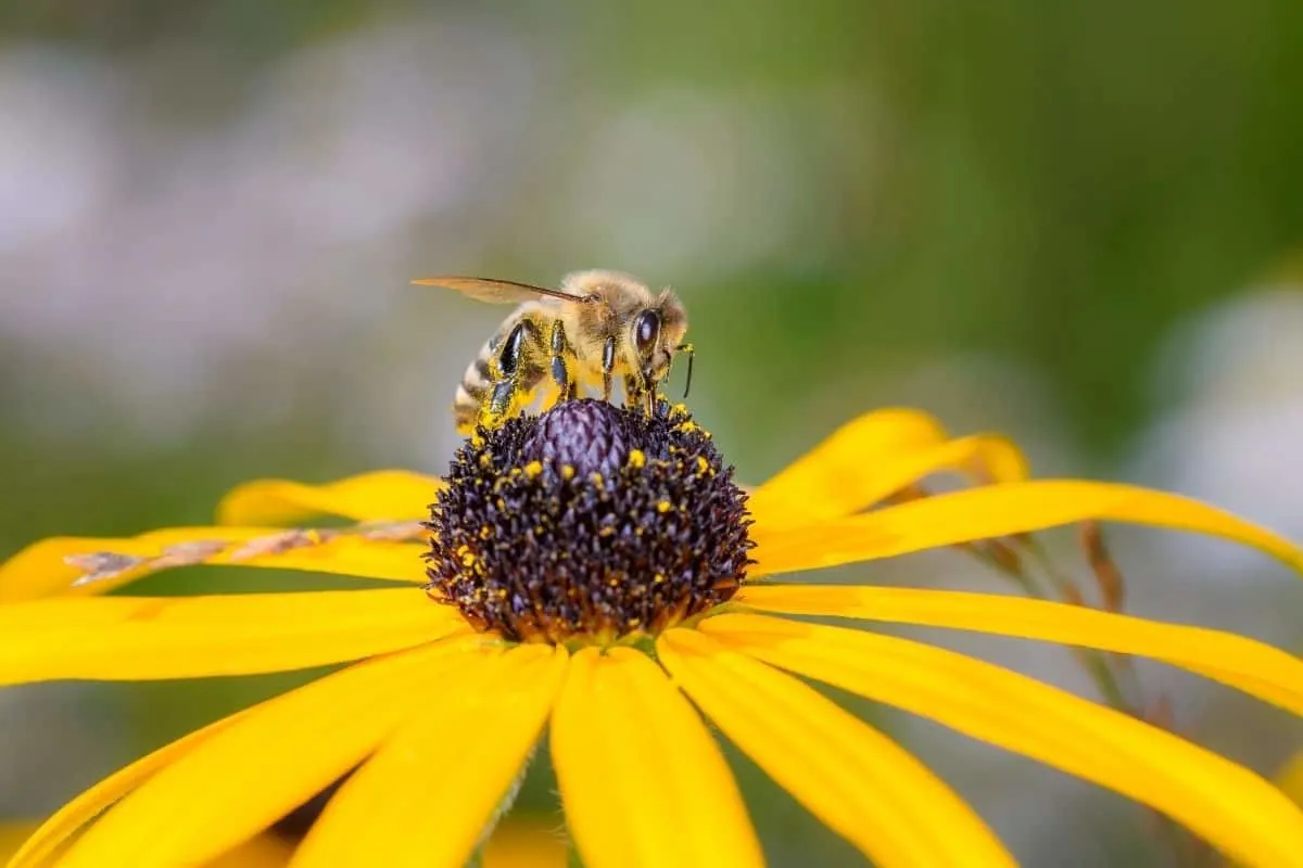 bee enjoying nectar from a rudbeckia flower