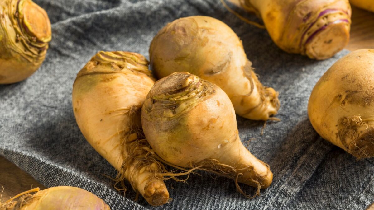 rutabaga roots.