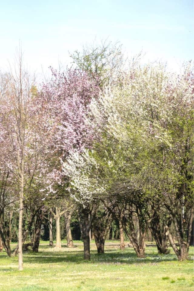 Colorado Native Plants List 12 Plants For Landscaping And Gardens