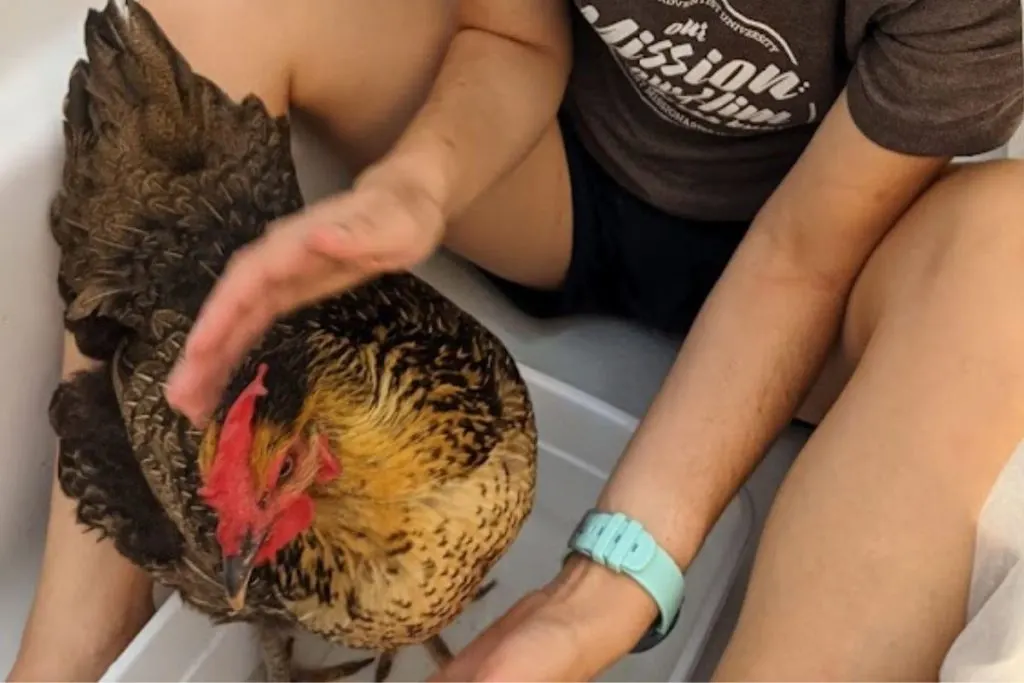 soaking the chicken's foot to treat bumblefoot