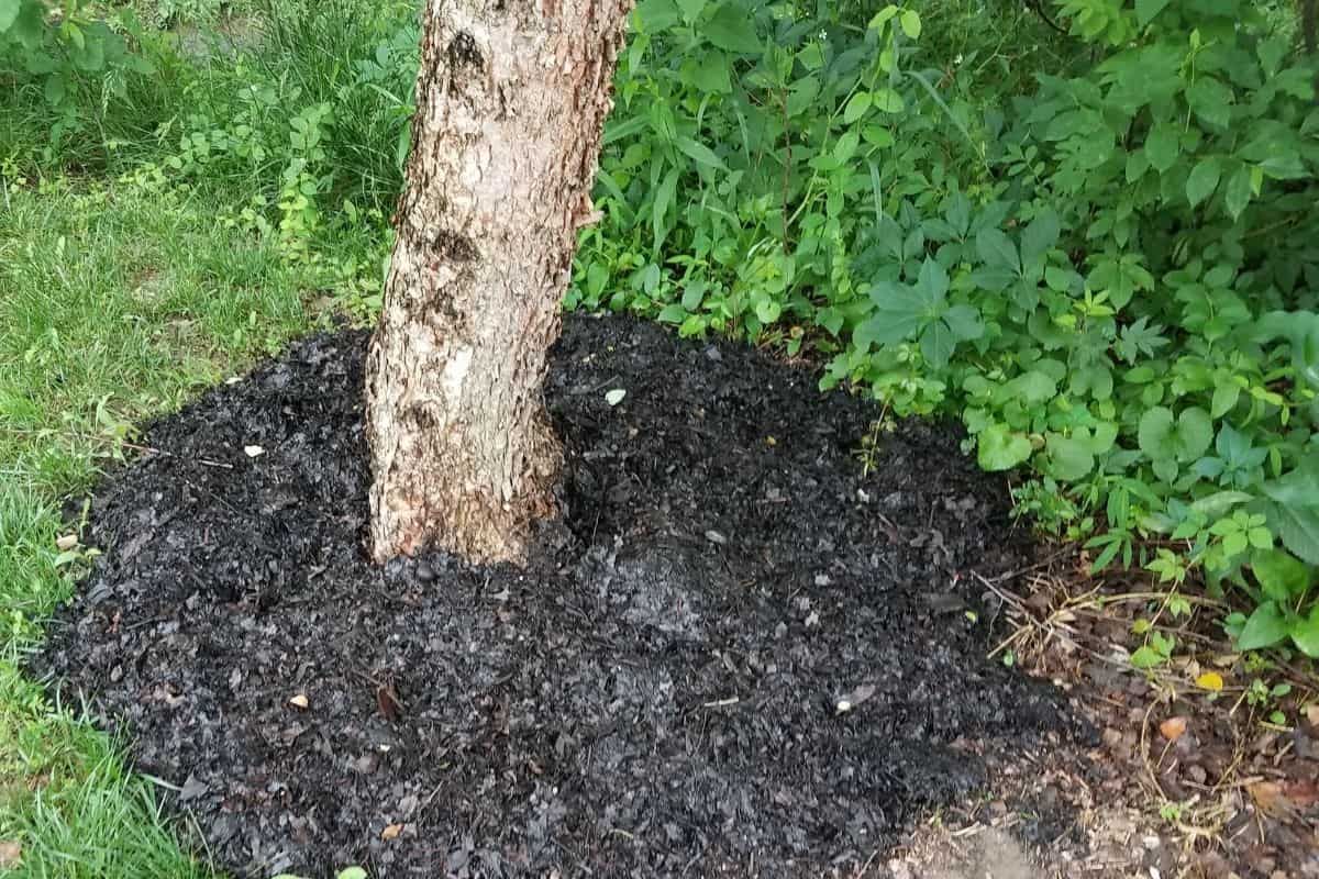 soil around a tree