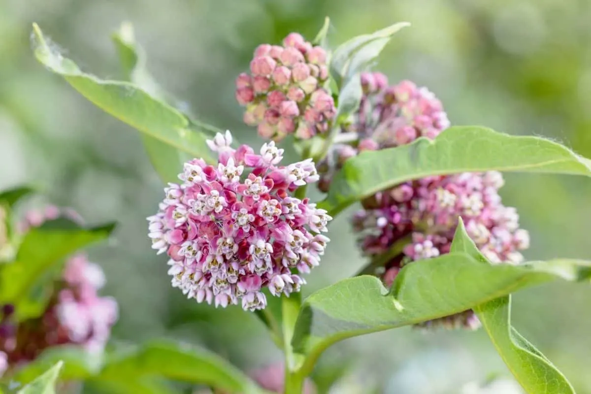 swamp milkweed