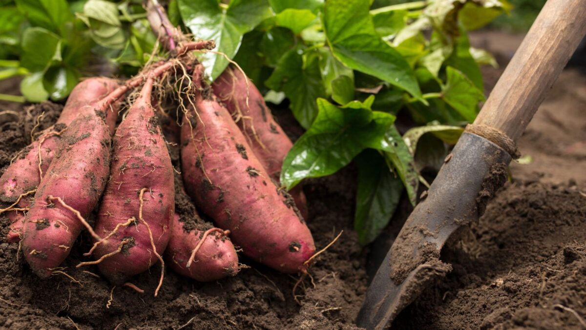sweet potato harvest.