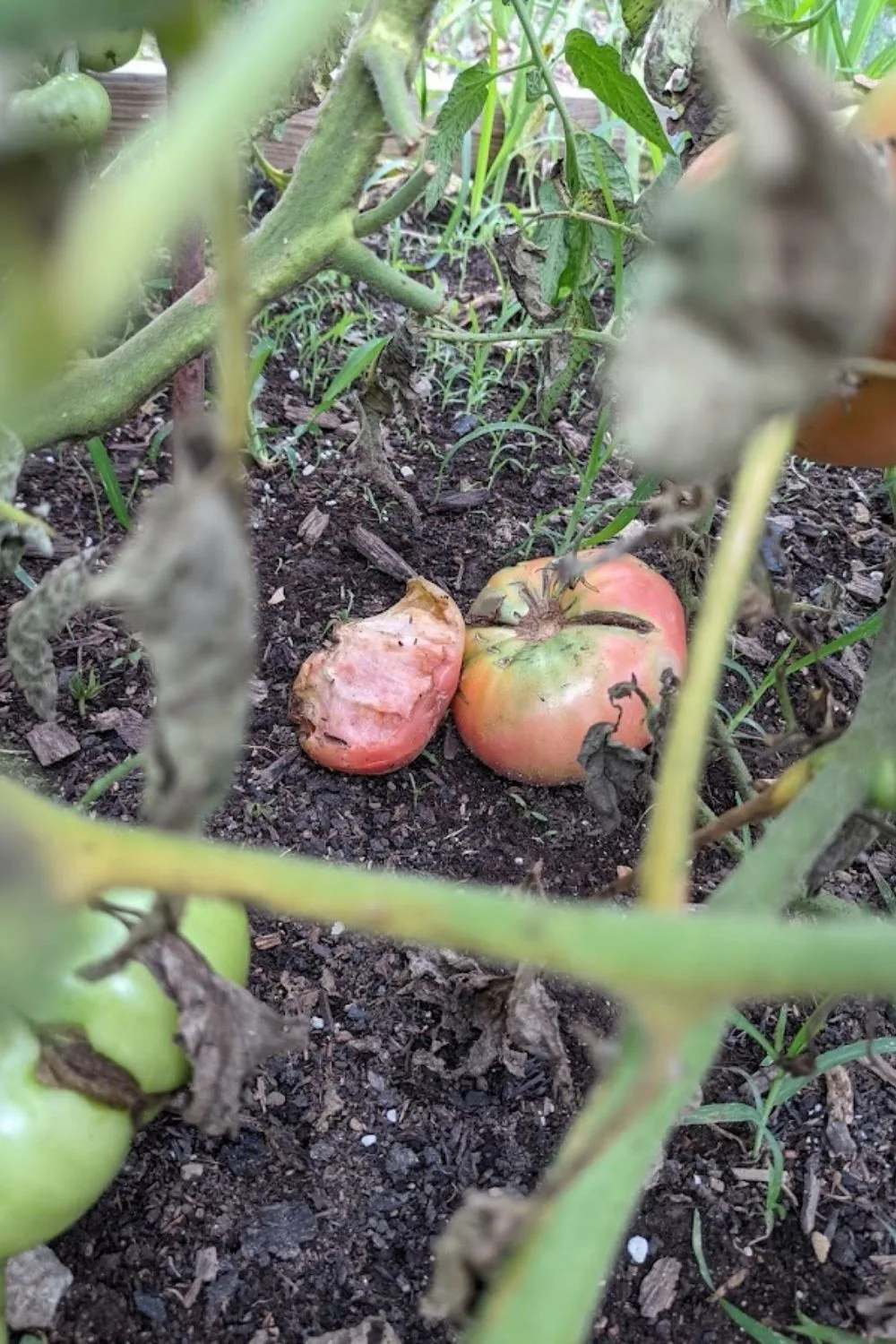 a ripe tomato half eaten by a groundhog