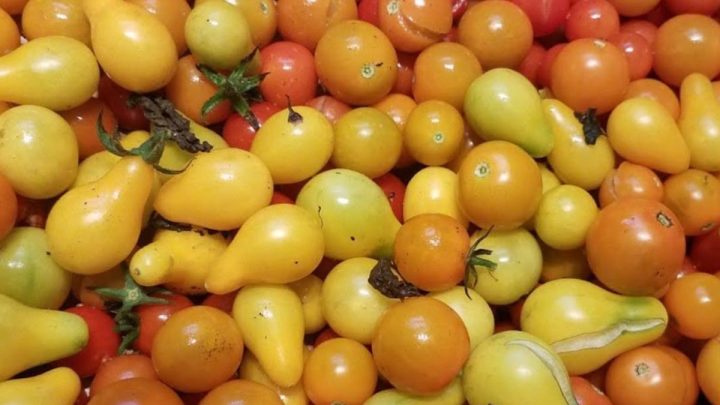 What To Do With Too Many Tomatoes? 20 Easy Ways To Use Up Your Tomato Bumper Crop