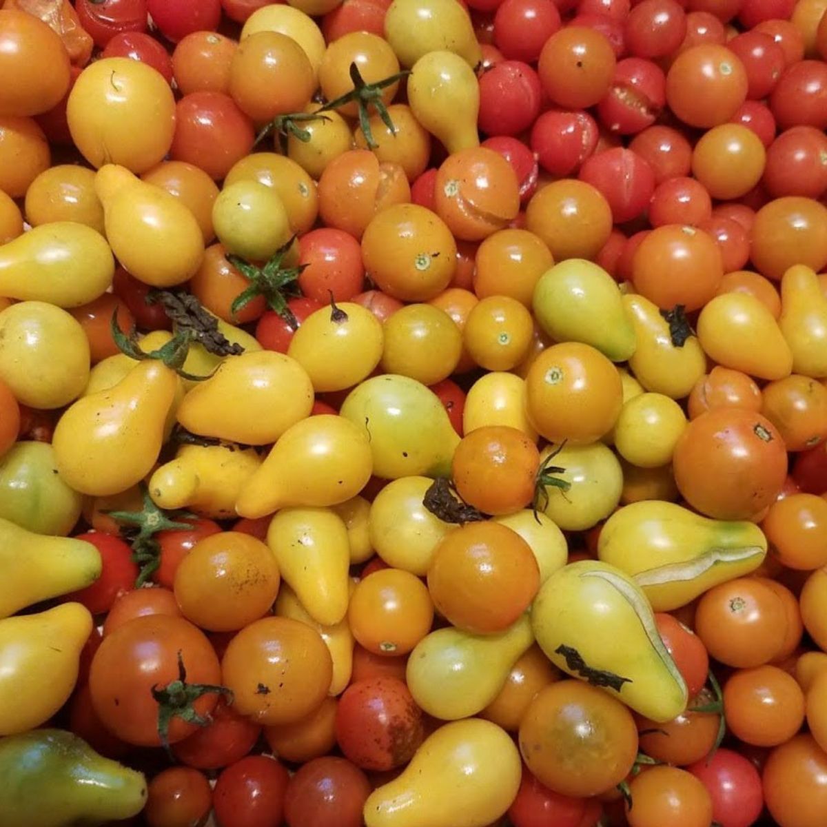 cherry and pear tomatoes in many differnts colors