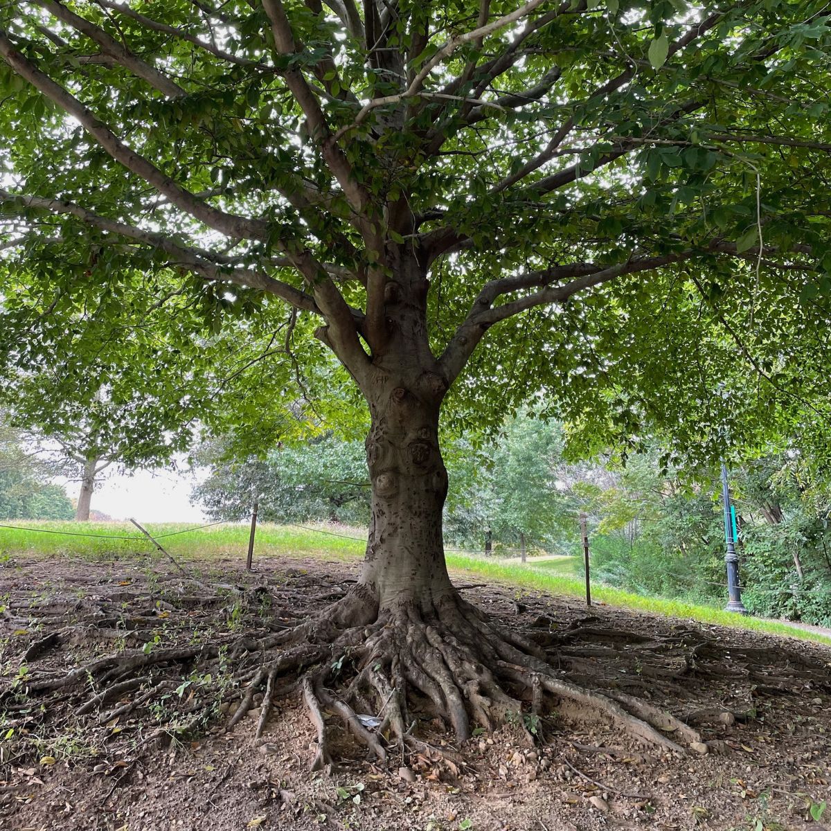 a tree with its roots exposed. 