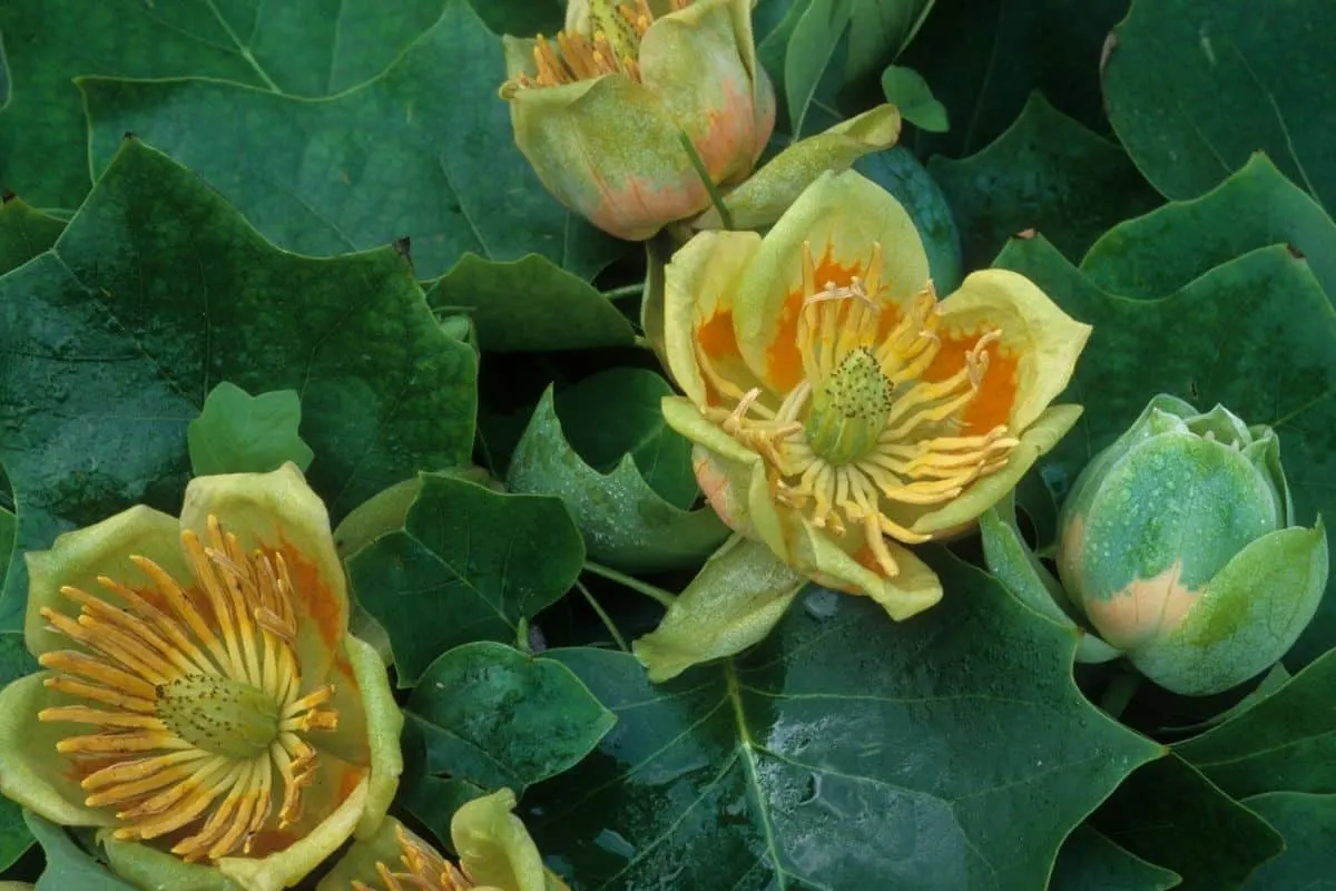 tulip tree flowers