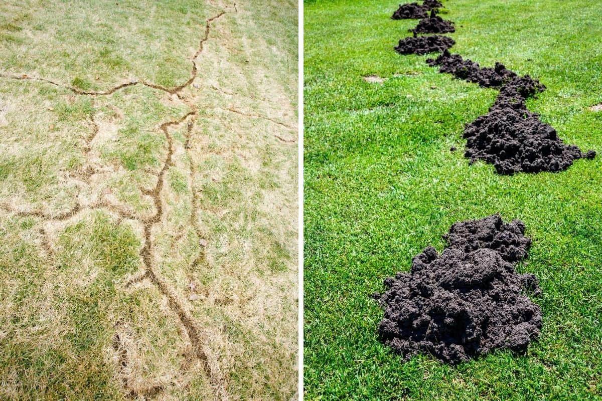 voles versus moles garden damage