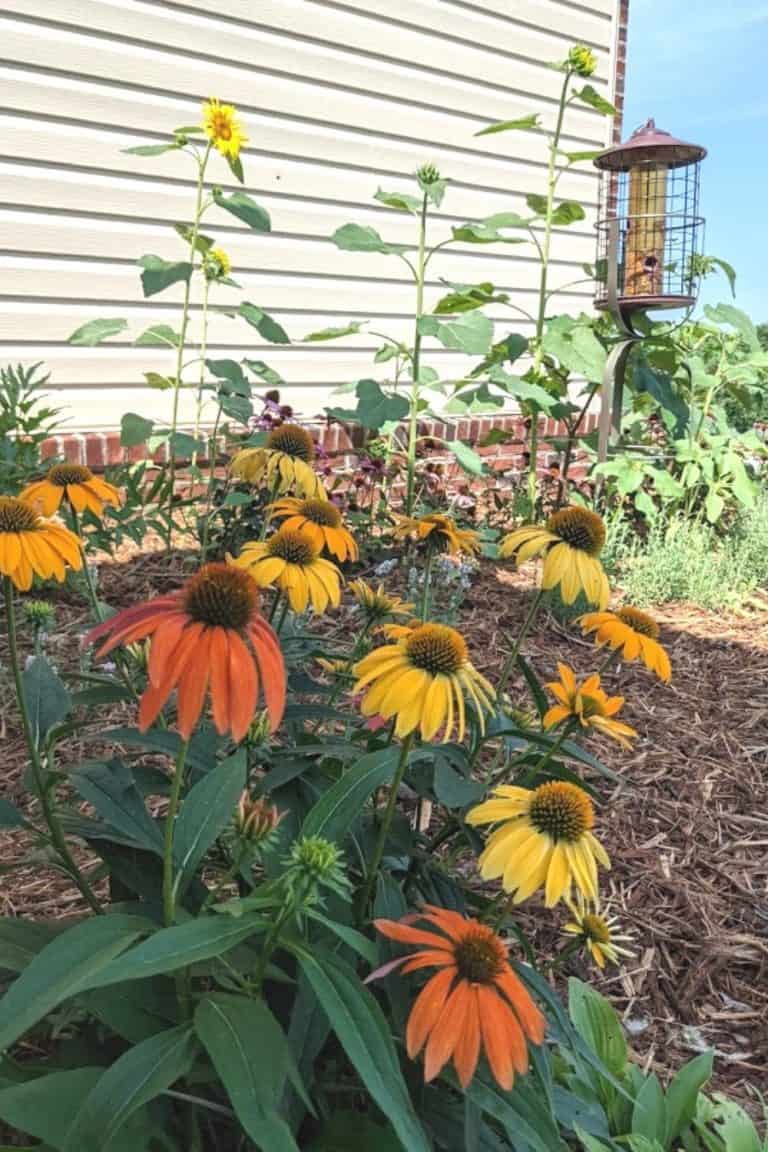 21 Must See Long Blooming Perennial Flowers