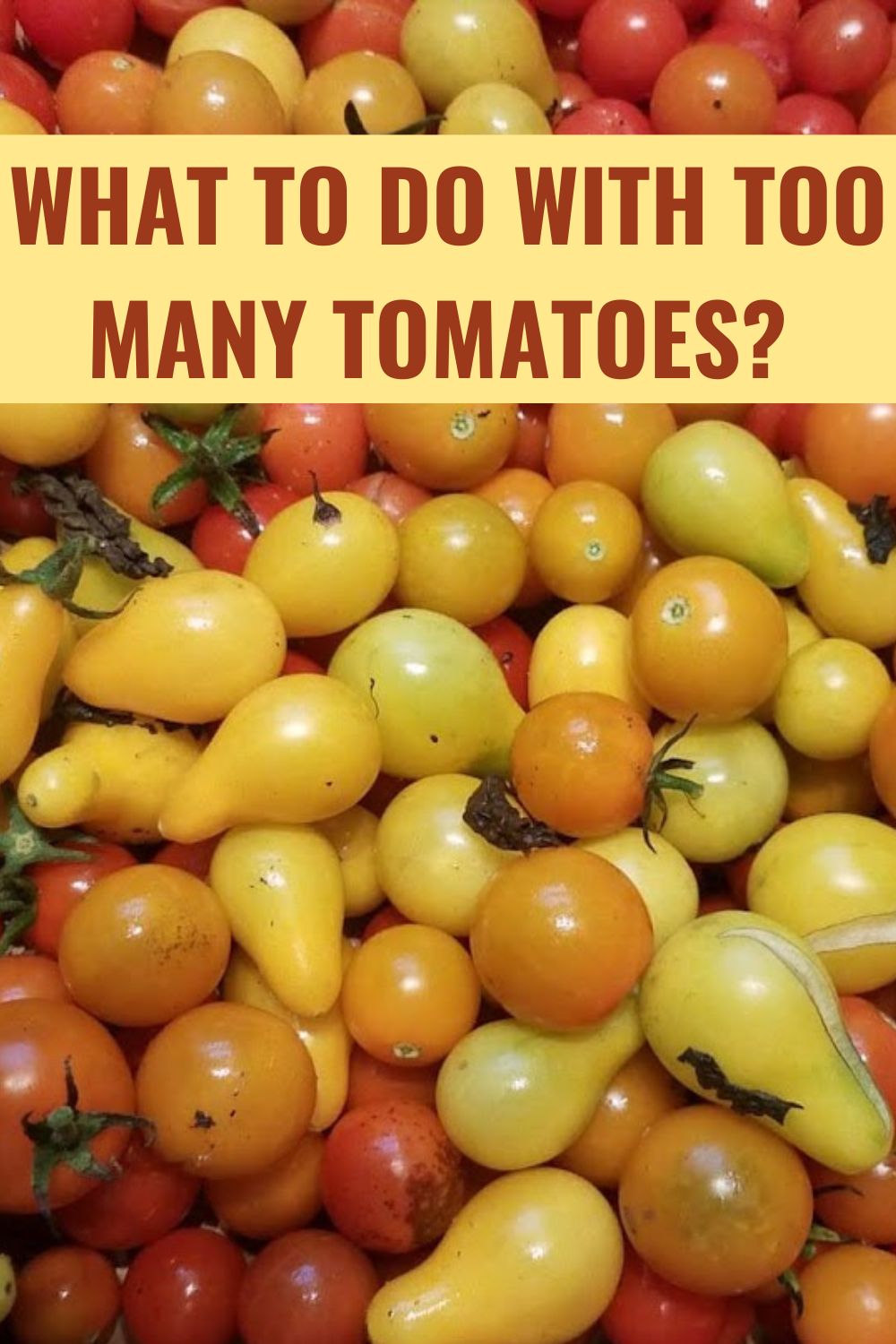 What to do with too many tomatoes? 
