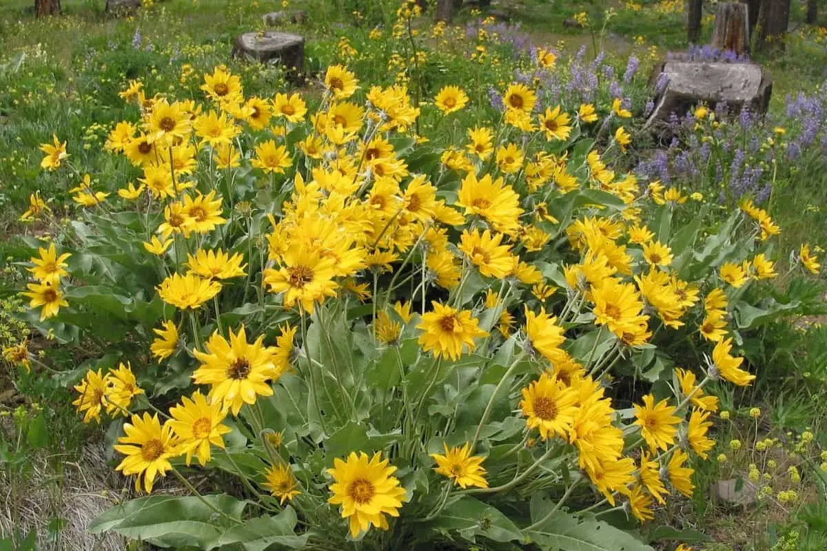 woodland sunflowers