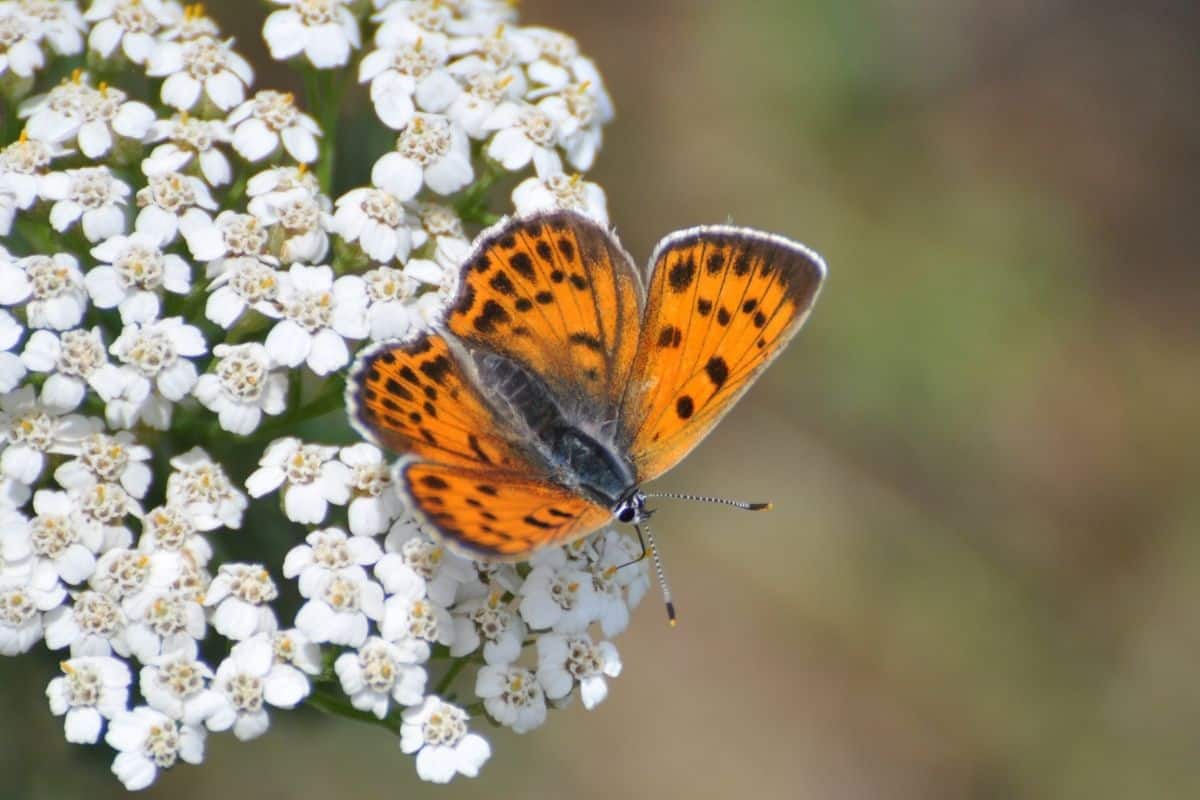 a butterfly on white yarrow flowers