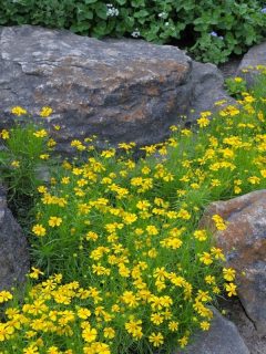 Yellow flowers between large rocks