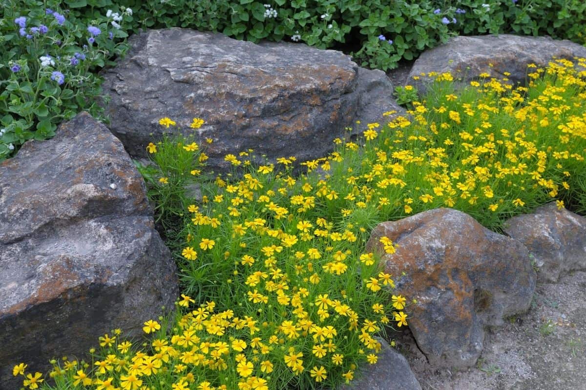 Yellow flowers between large rocks