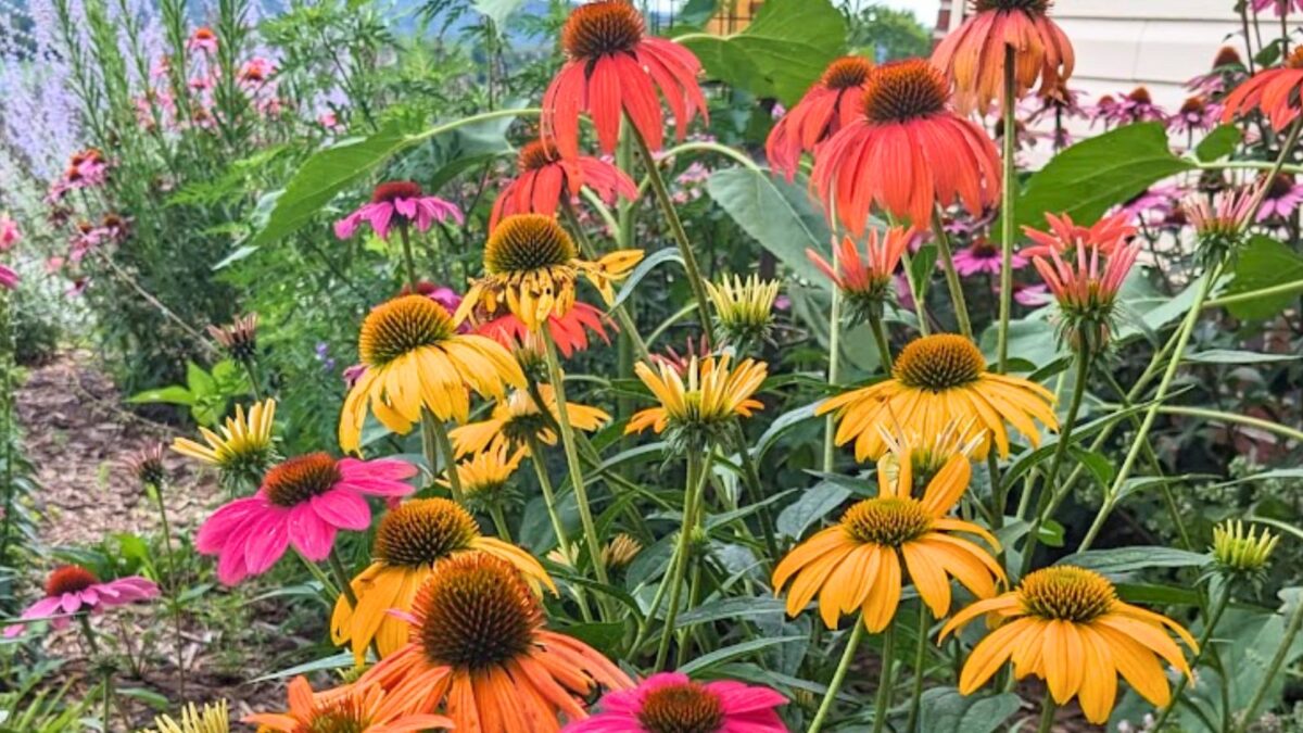 yellow and orange coneflowers.