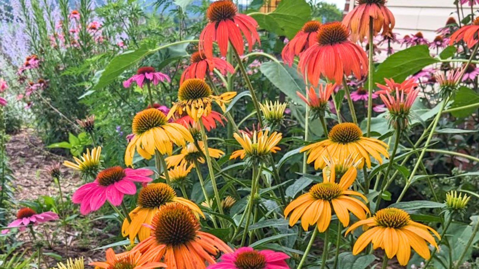 yellow and orange coneflowers.